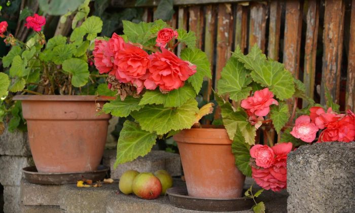 begonias