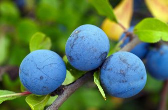 plums
