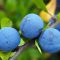 plums