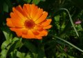 calendula-officinalis