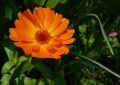 calendula-officinalis