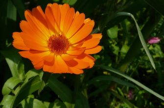 calendula-officinalis