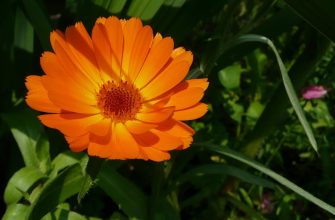 calendula-officinalis