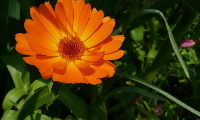 calendula-officinalis