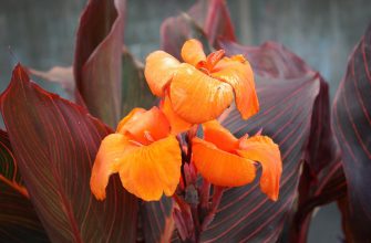 canna-lily