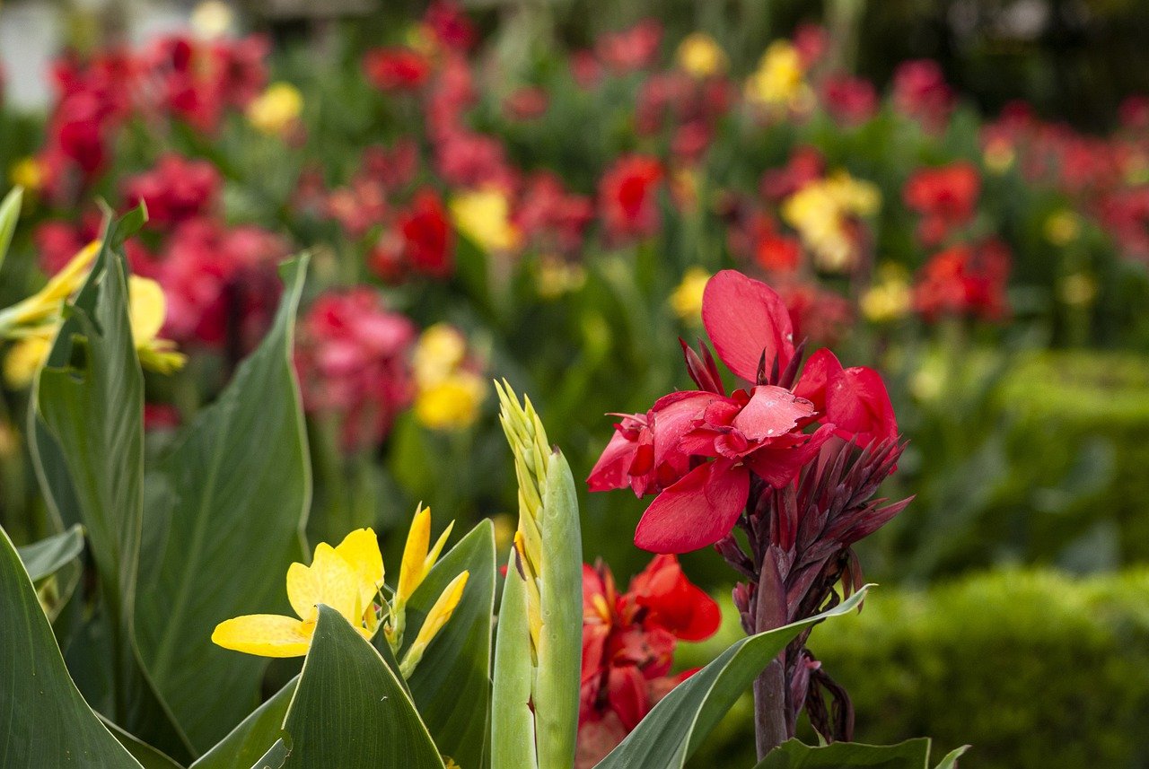 canna-lily