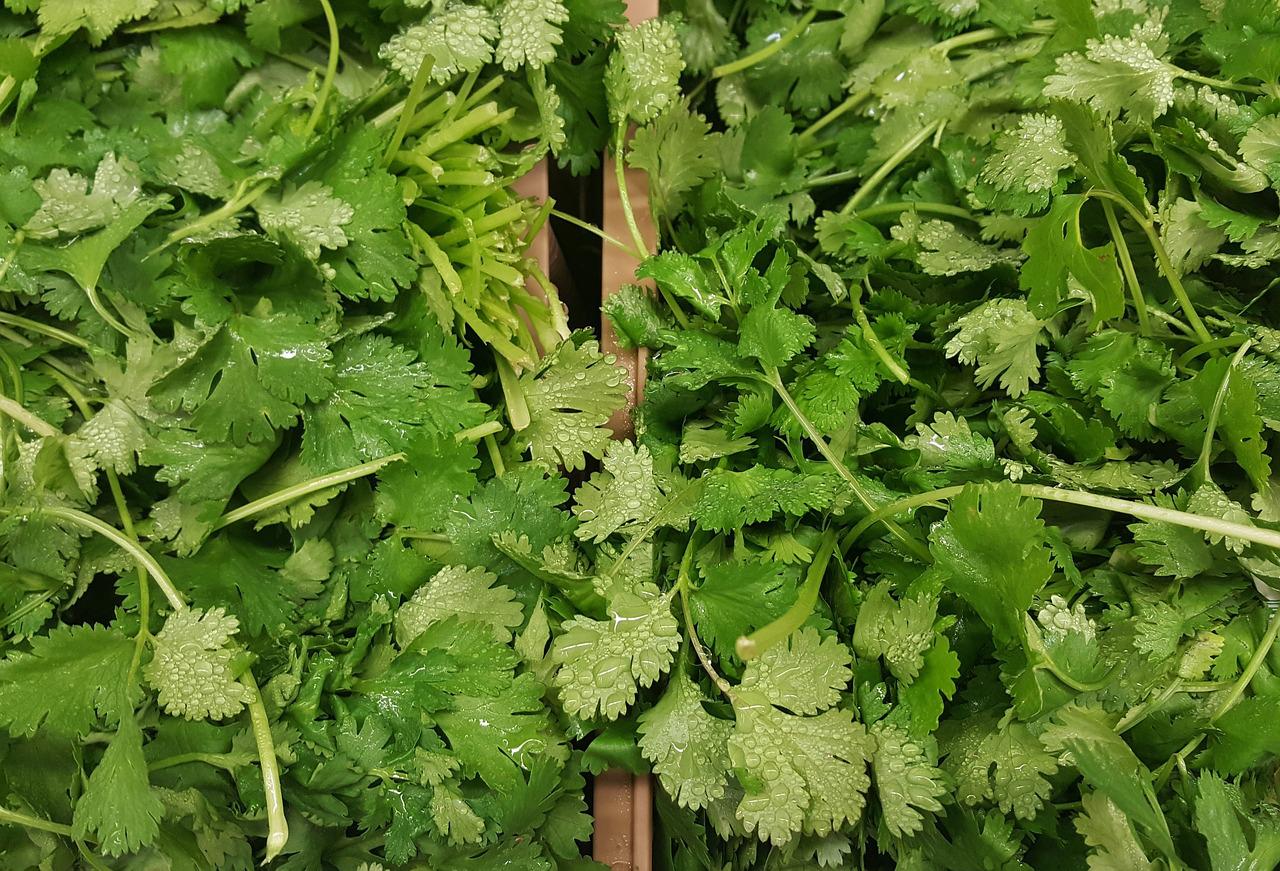 cilantro