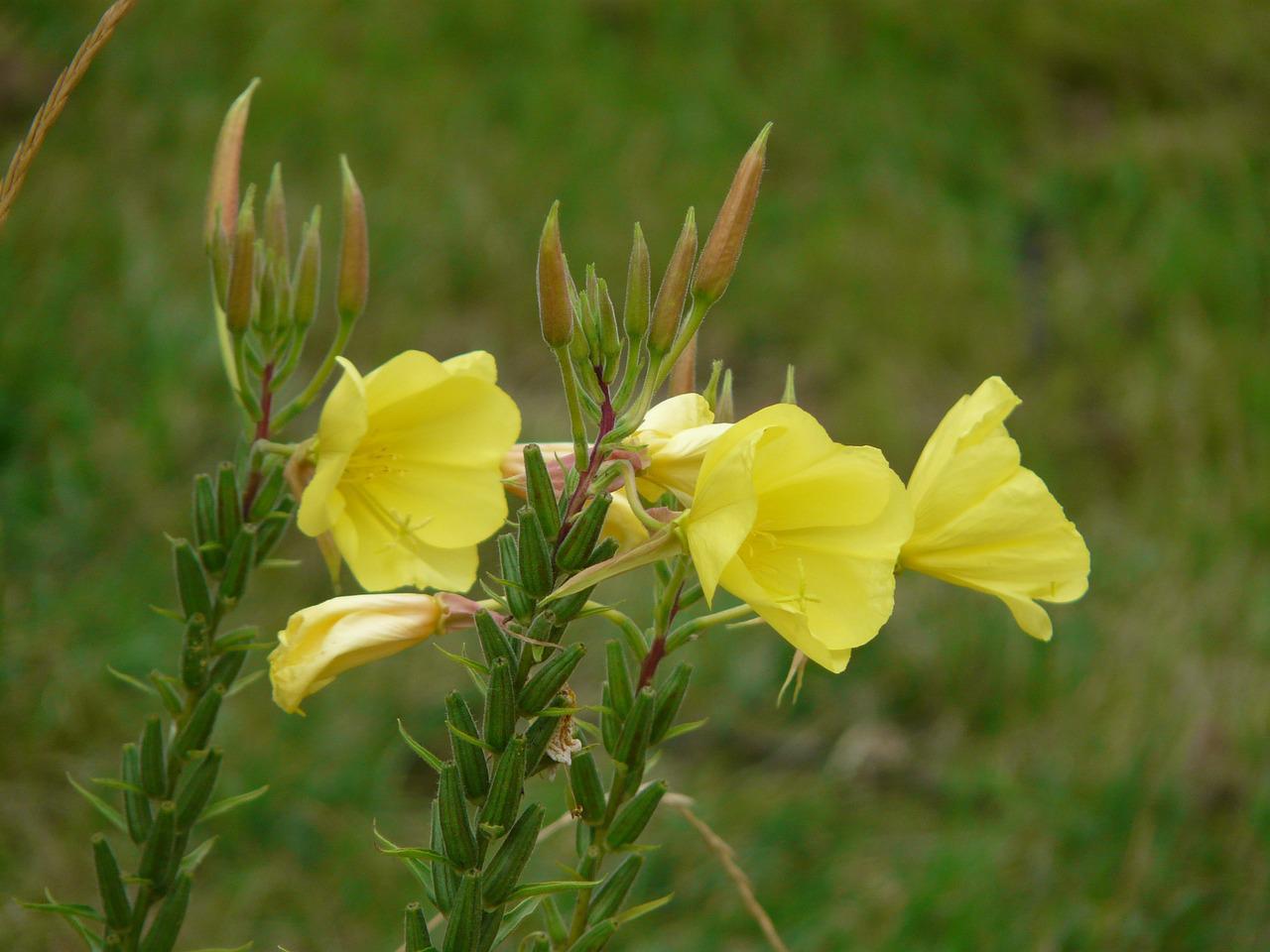 evening-primrose