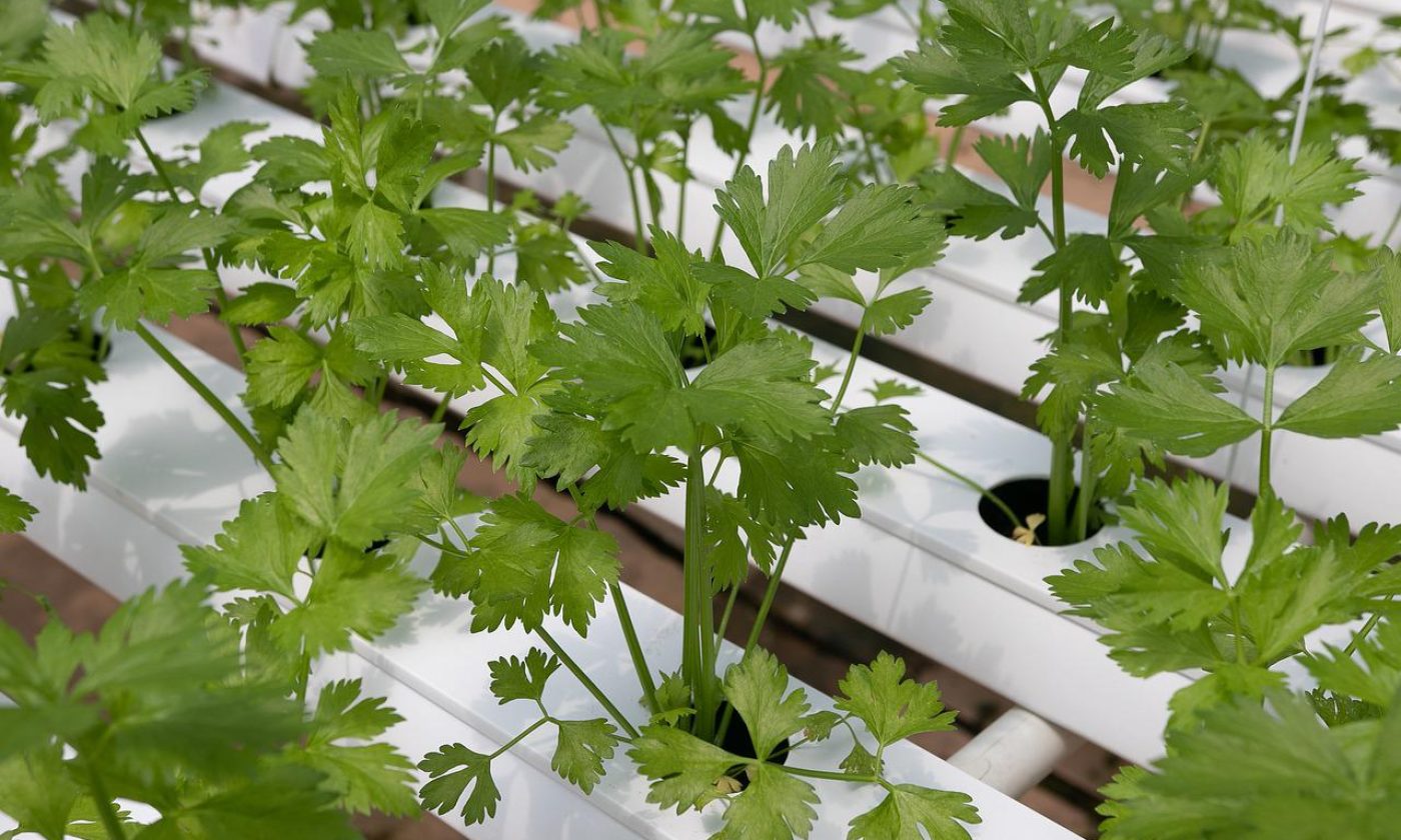 Coriander: Growing and interesting facts