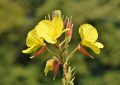 evening-primrose