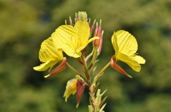 evening-primrose