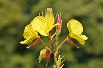 evening-primrose