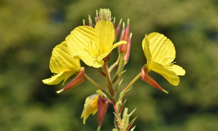 evening-primrose