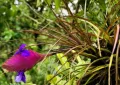 tilandsia