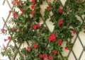 dipladenia