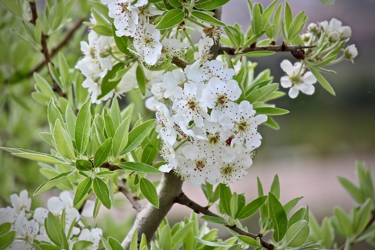 flowers