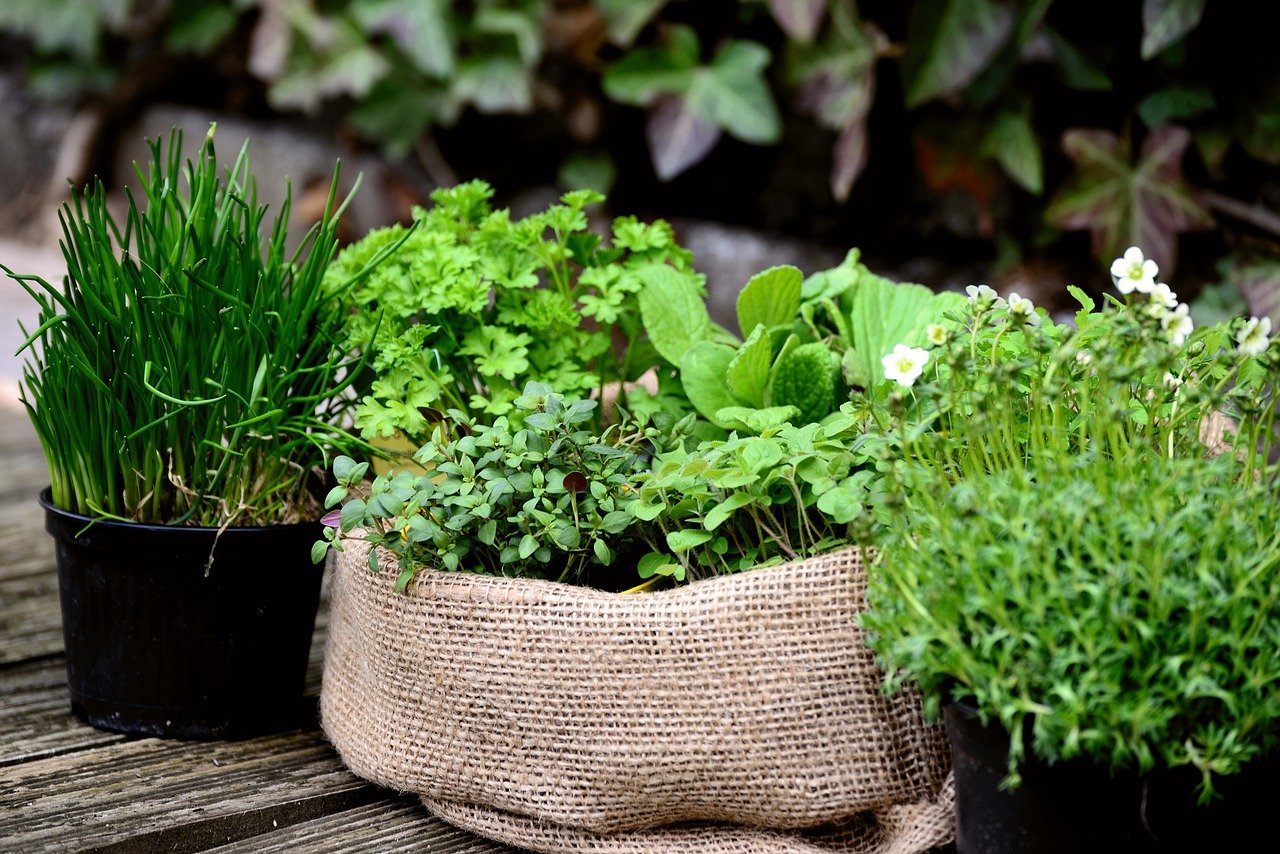 garden-plants