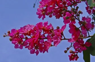 giant-crape-myrtle