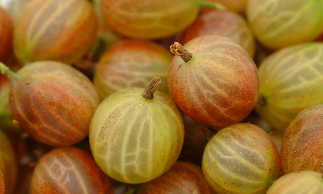 Gooseberry Diseases that can completely devastate