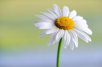 marguerite