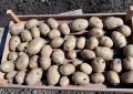 potatoes
