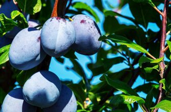 plums