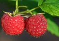 raspberries