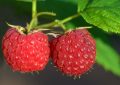 raspberries