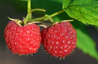 raspberries