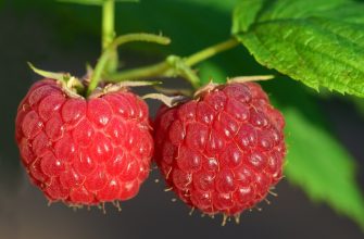 raspberries