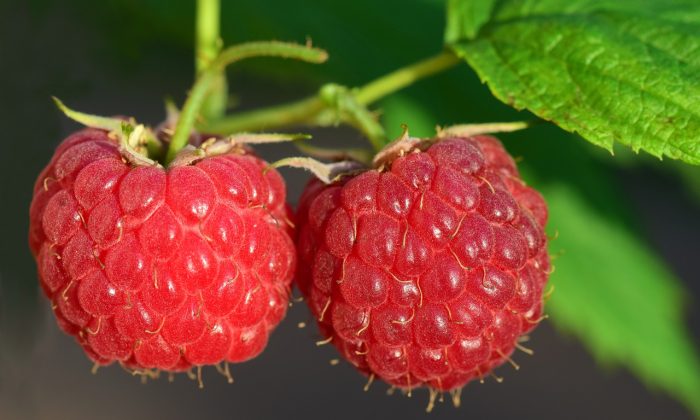 raspberries