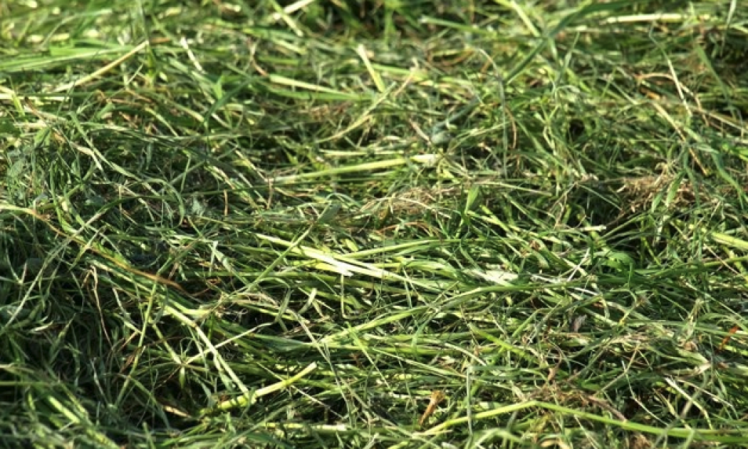 Using cut grass as mulch pays off