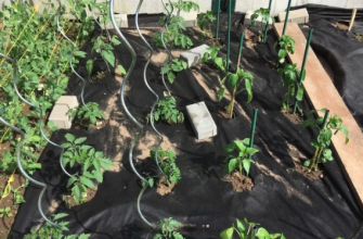 tomatoes