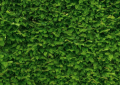 Hedge