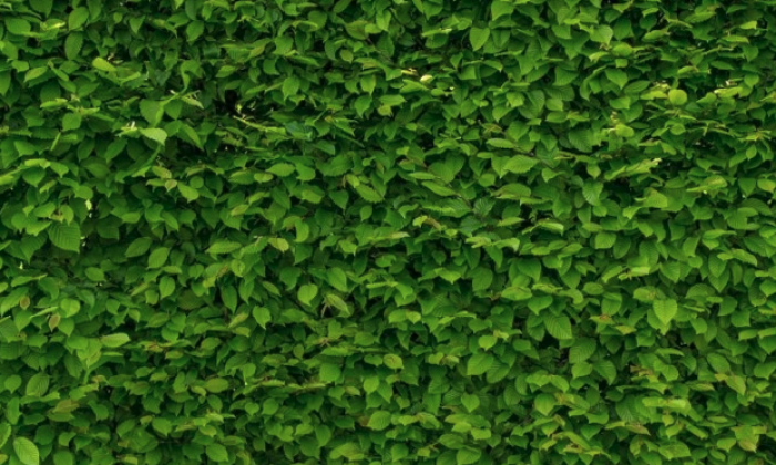 Hedge