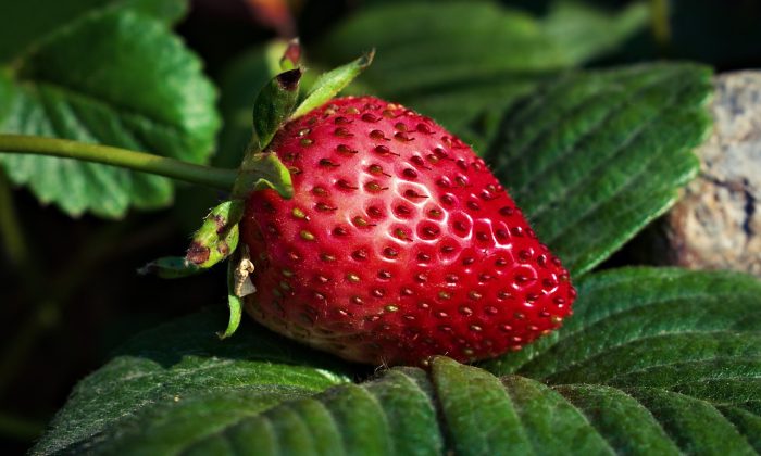 strawberry