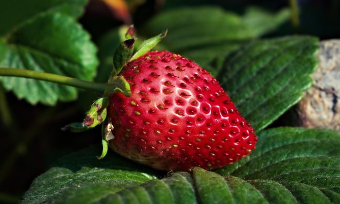strawberry