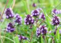 thyme