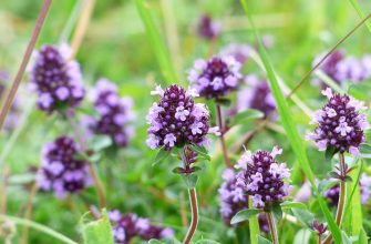 thyme