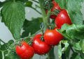 tomatoes