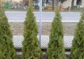 thuja