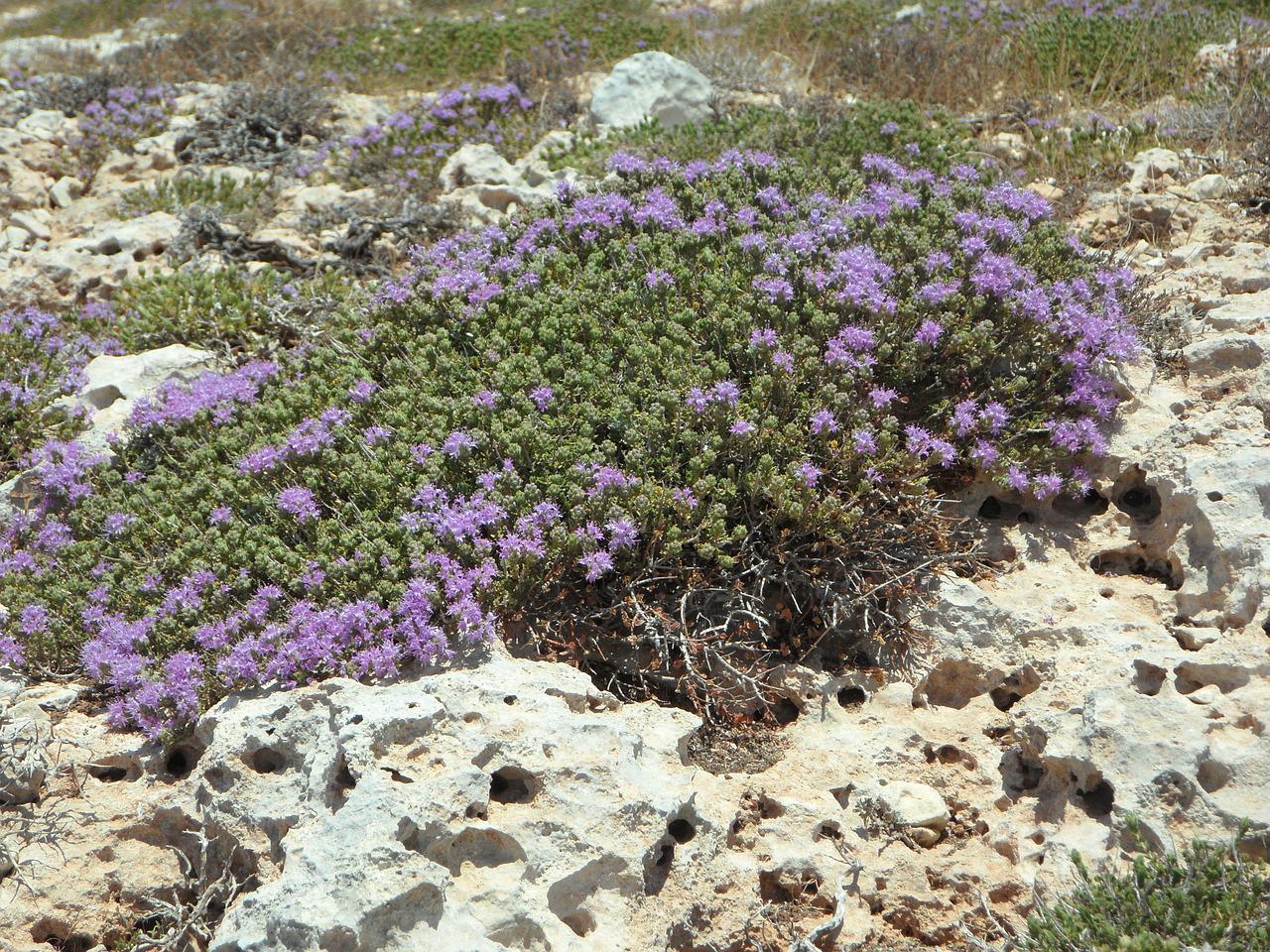 wild-thyme