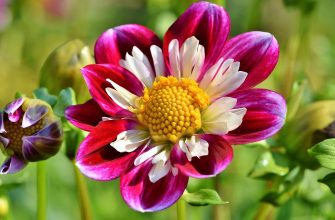 zinnia