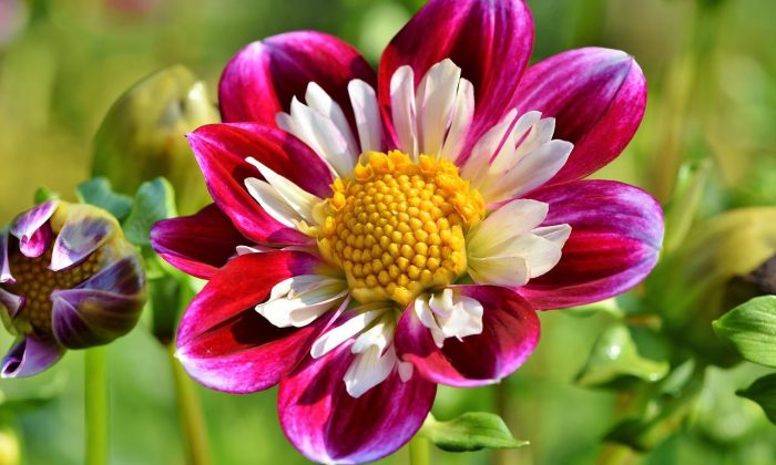 zinnia