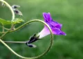 bindweed