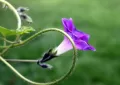 bindweed