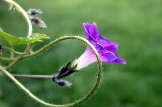 bindweed