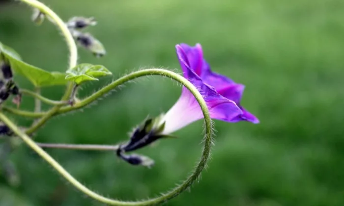 bindweed