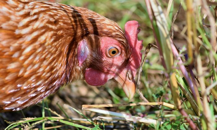 chicken