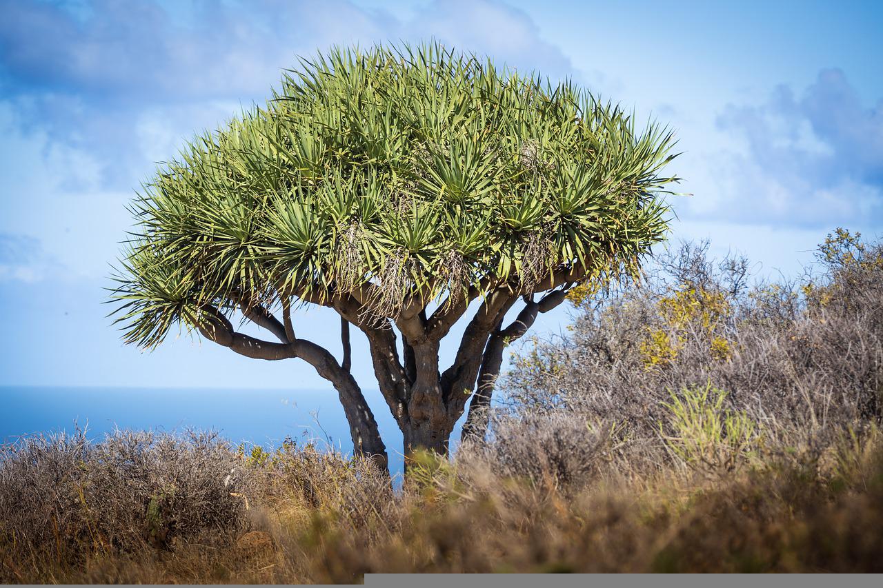 dragon-tree